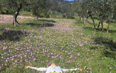Appreciation, the meadow where wishes blossom